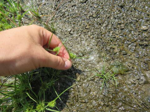 Image of Granite Flat Sedge