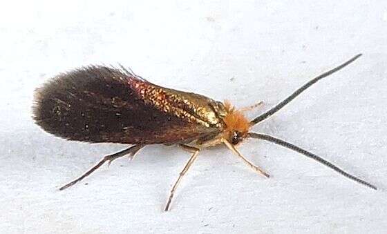 Image of Goldcap Moss-eater Moth