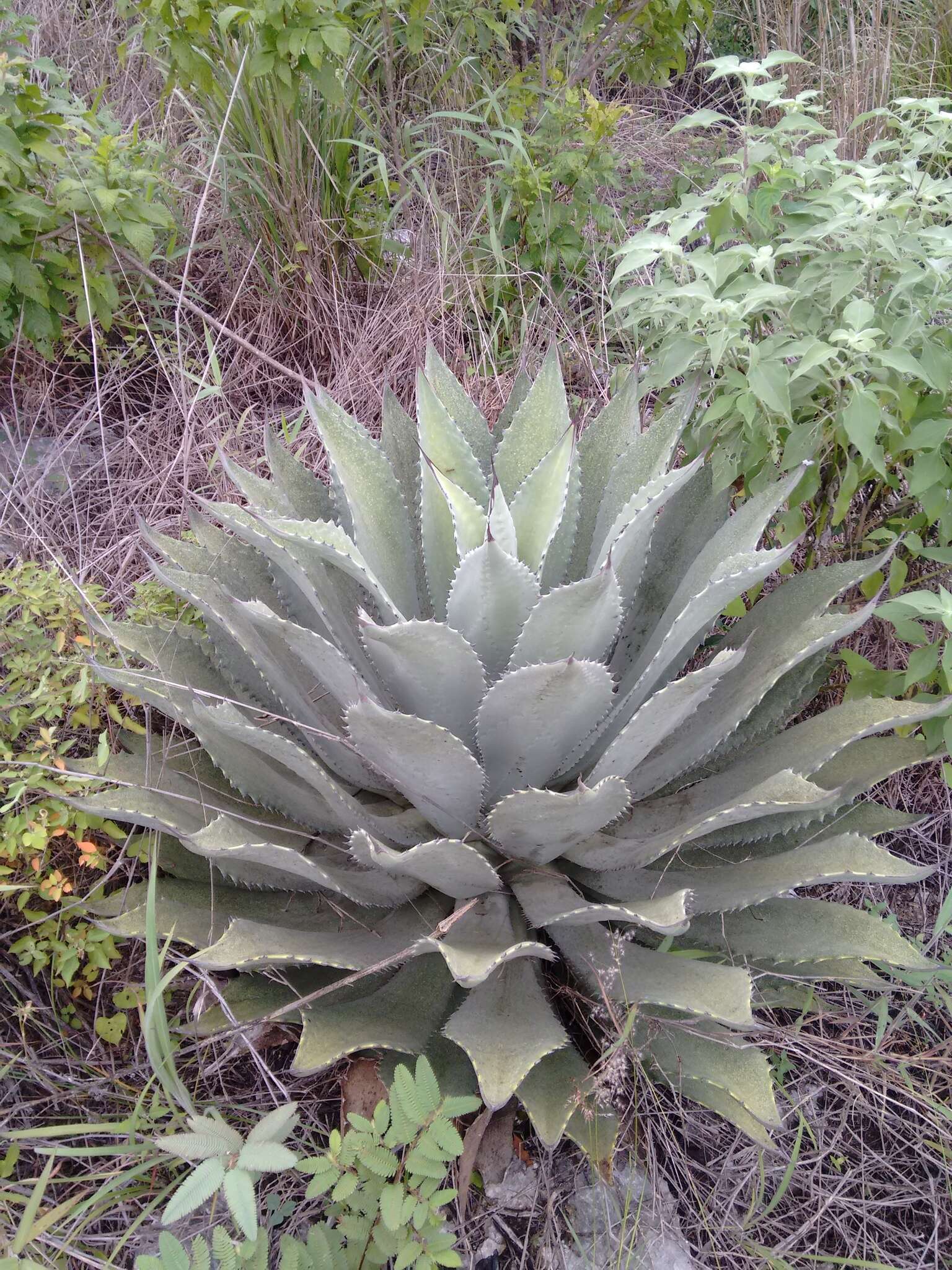 Слика од Agave hiemiflora Gentry