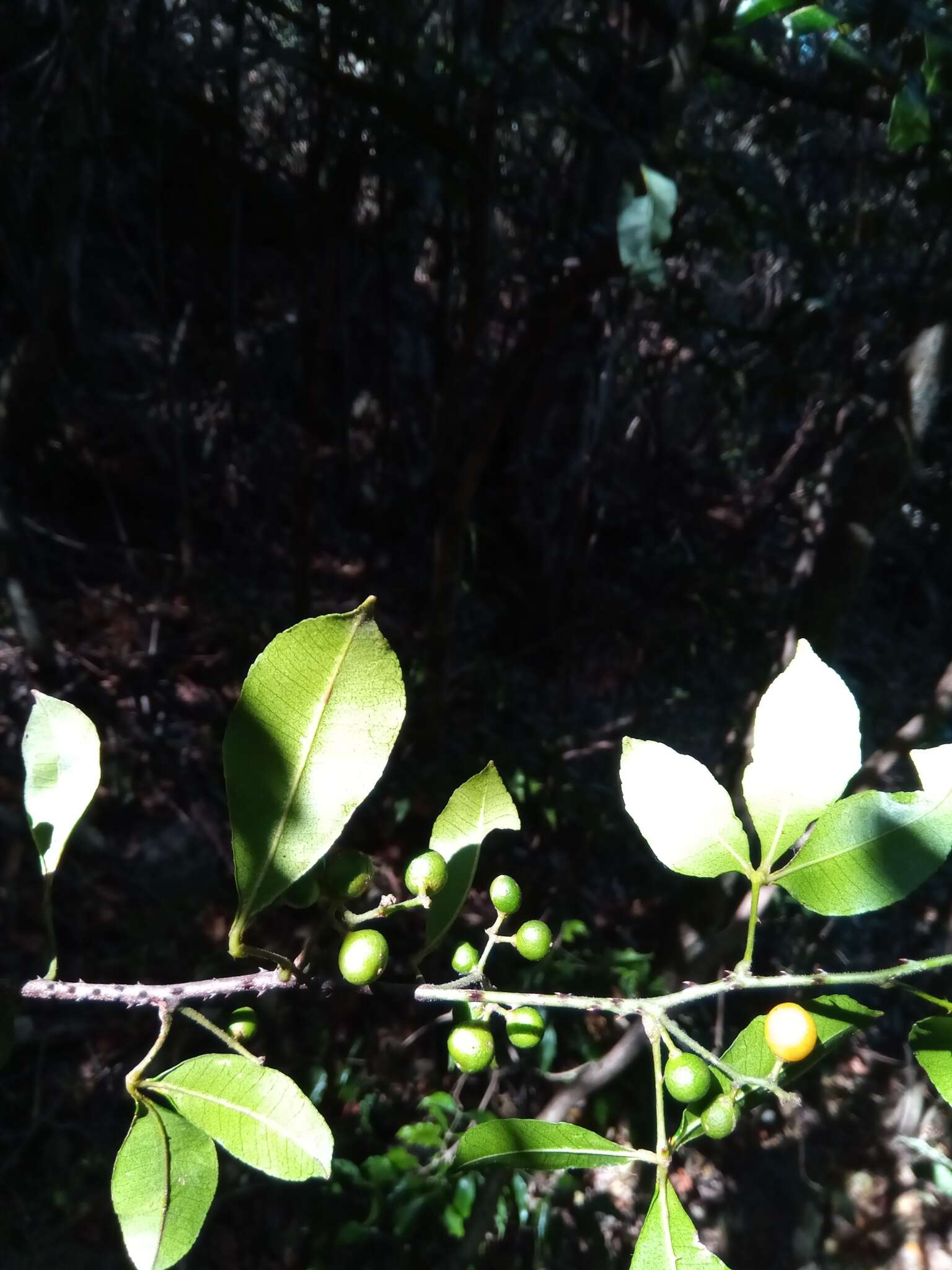 Image of Zanthoxylum asiaticum