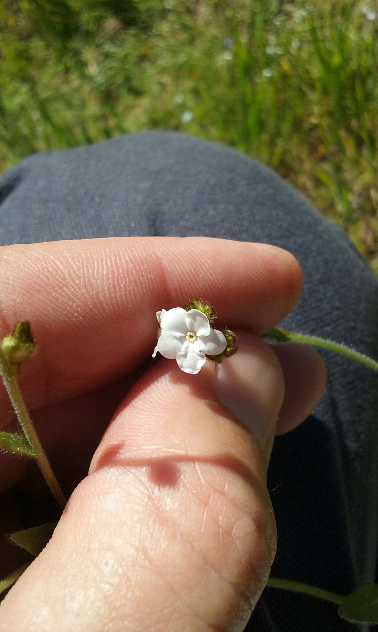 Image of fulvous popcornflower