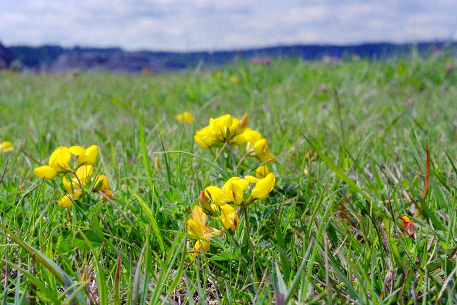 Image of Common Bird's-foot-trefoil