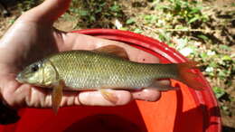 Image of Western creek chubsucker