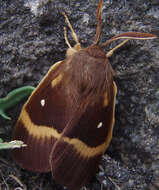 Image of oak eggar