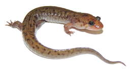 Image of Seal Salamander