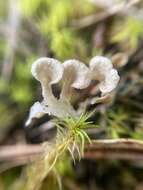 Image de Arrhenia spathulata (Fr.) Redhead 1984