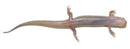 Image of Seal Salamander