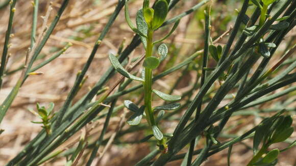 Image of desert baccharis