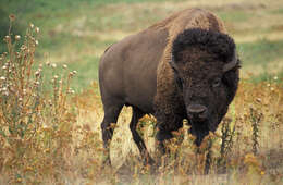 Image of Bison C. H. Smith 1827