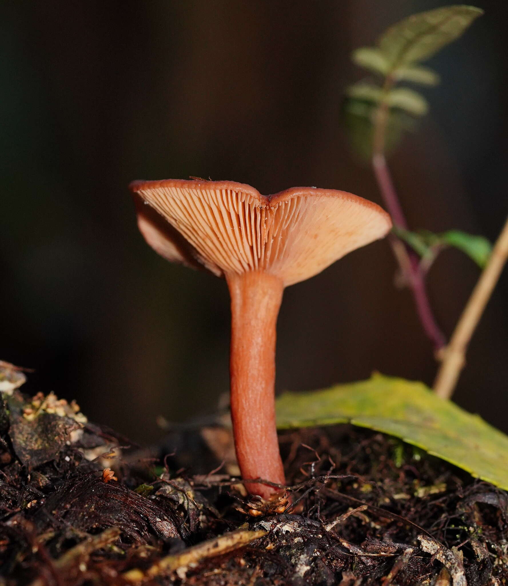 Plancia ëd Lactarius eucalypti O. K. Mill. & R. N. Hilton 1987