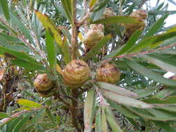 Image of Leucadendron macowanii Phillips