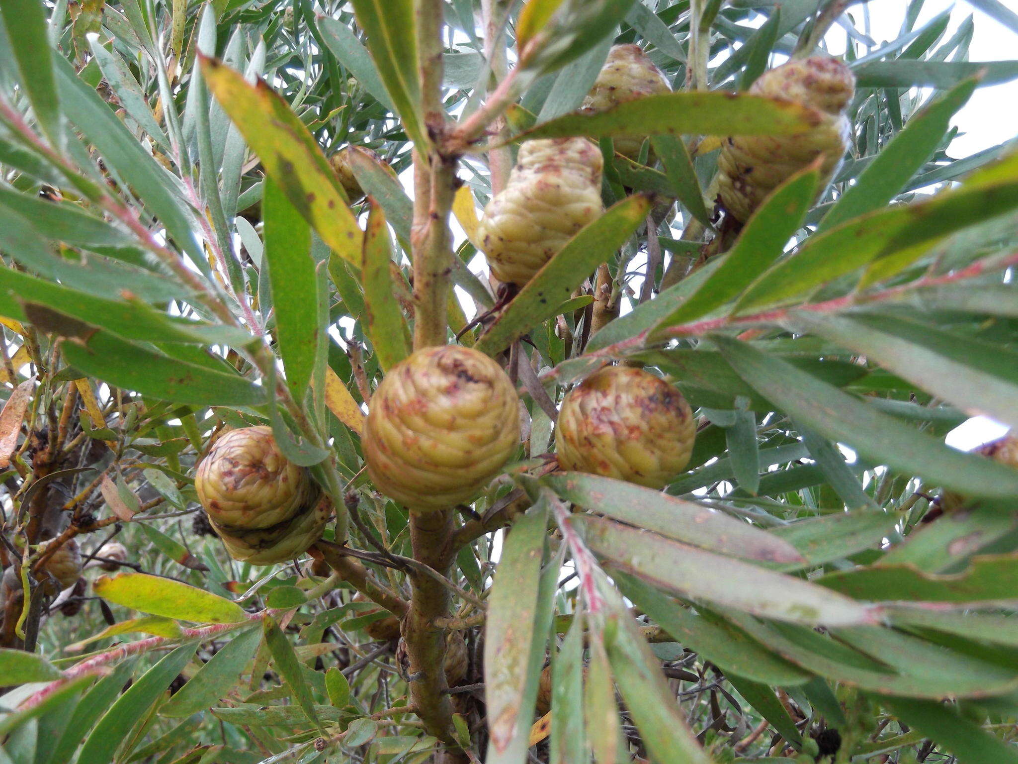 Image of Leucadendron macowanii Phillips