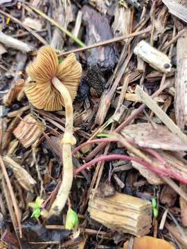 Image of Pholiotina gracilenta (Watling & G. M. Taylor) J. A. Cooper 2014