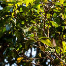Sivun Dahlgrenodendron natalense (J. H. Ross) J. J. M. van der Merwe & A. E. van Wyk kuva