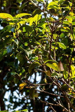 Image of Dahlgrenodendron