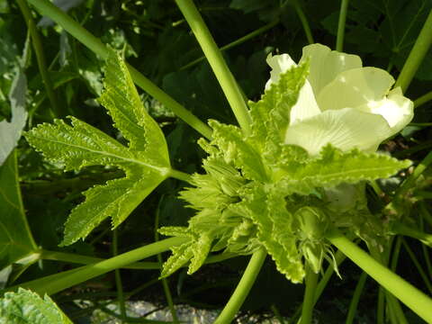 Image of okra