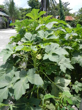 Image of okra