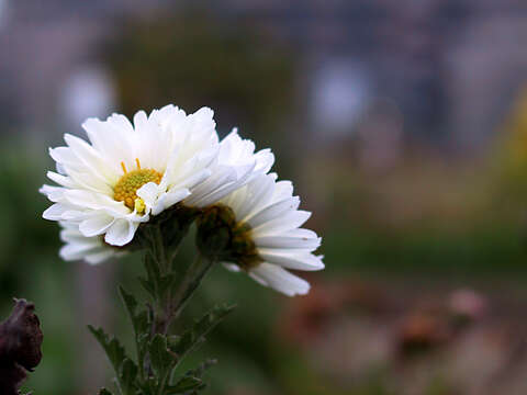 Image of florist's daisy