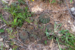 Image of Echinopsis arachnacantha (Buining & F. Ritter) H. Friedrich