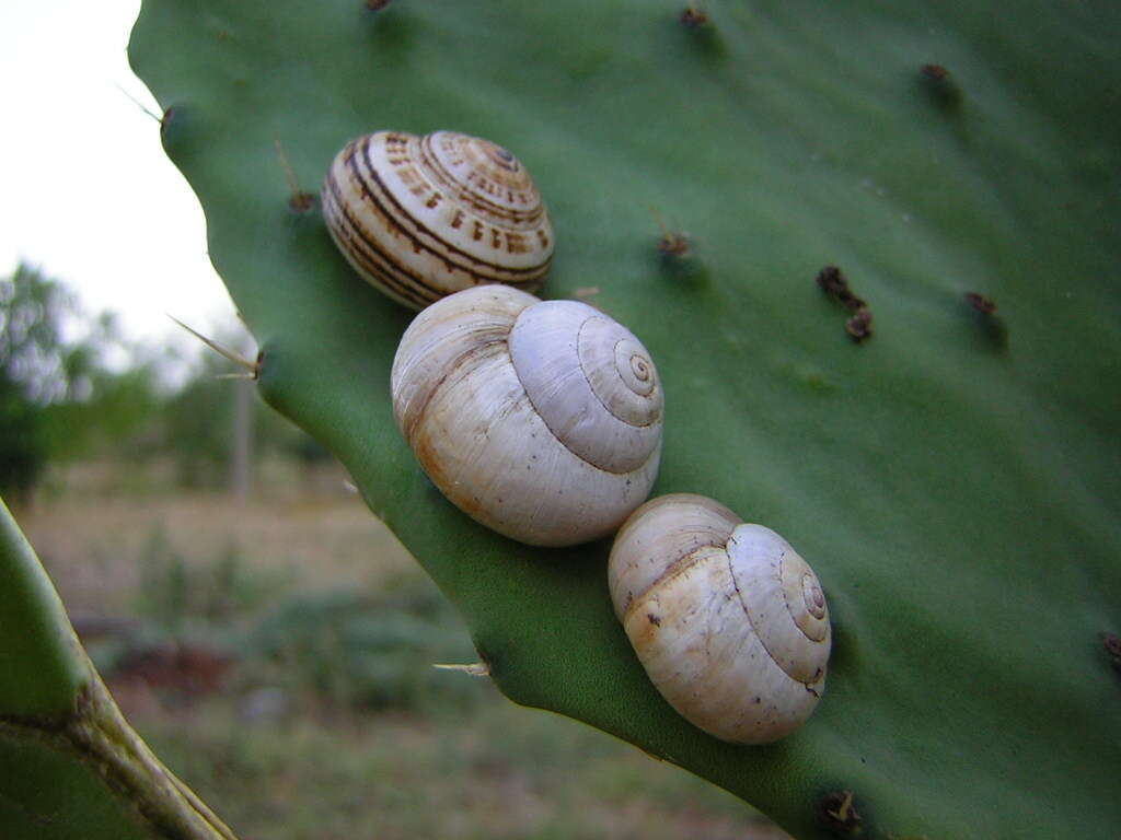 Image of Mediterranean Coastal Snail