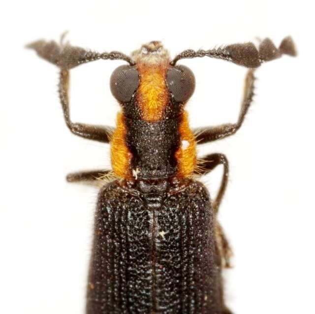 Image of Pyticeroides laticornis (Say 1835)