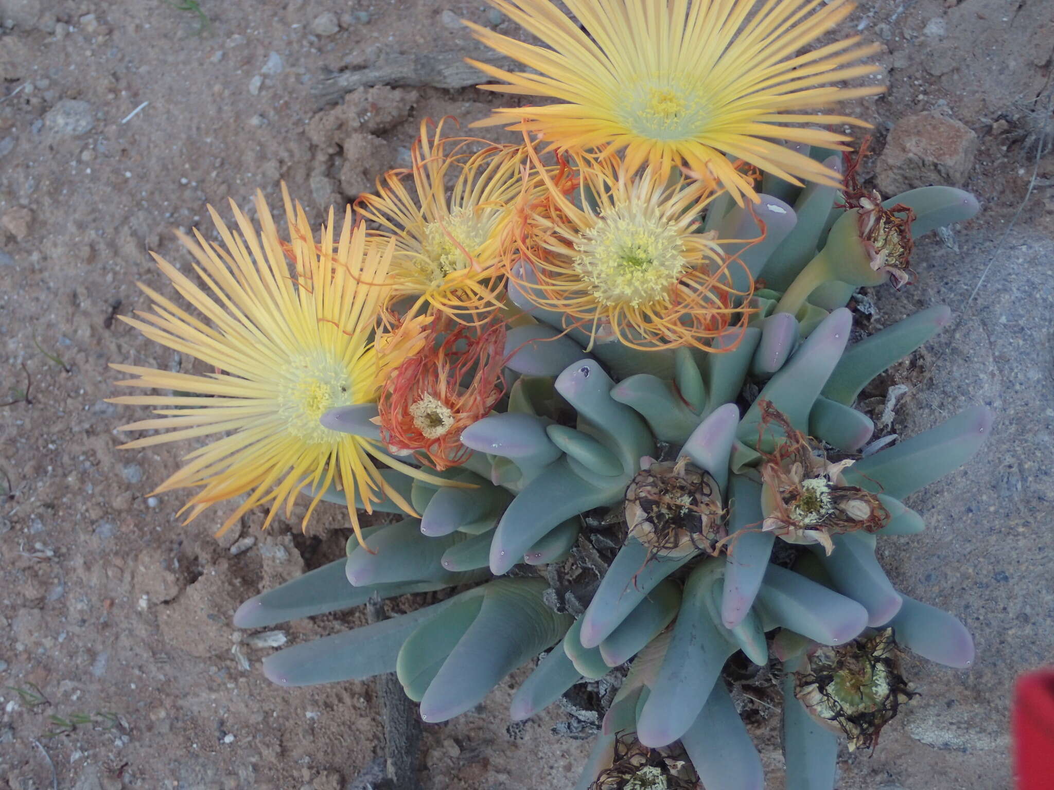 Imagem de Cheiridopsis robusta (Haw.) N. E. Br.