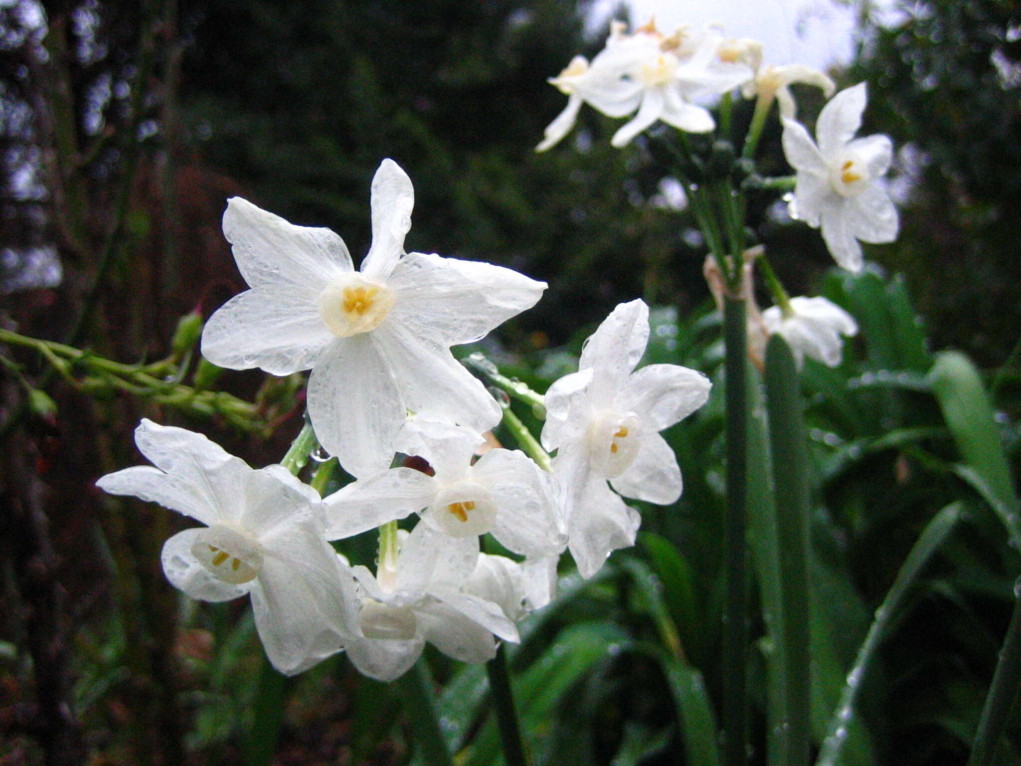 Image of paperwhite narcissus