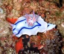 Image de Chromodoris lochi Rudman 1982