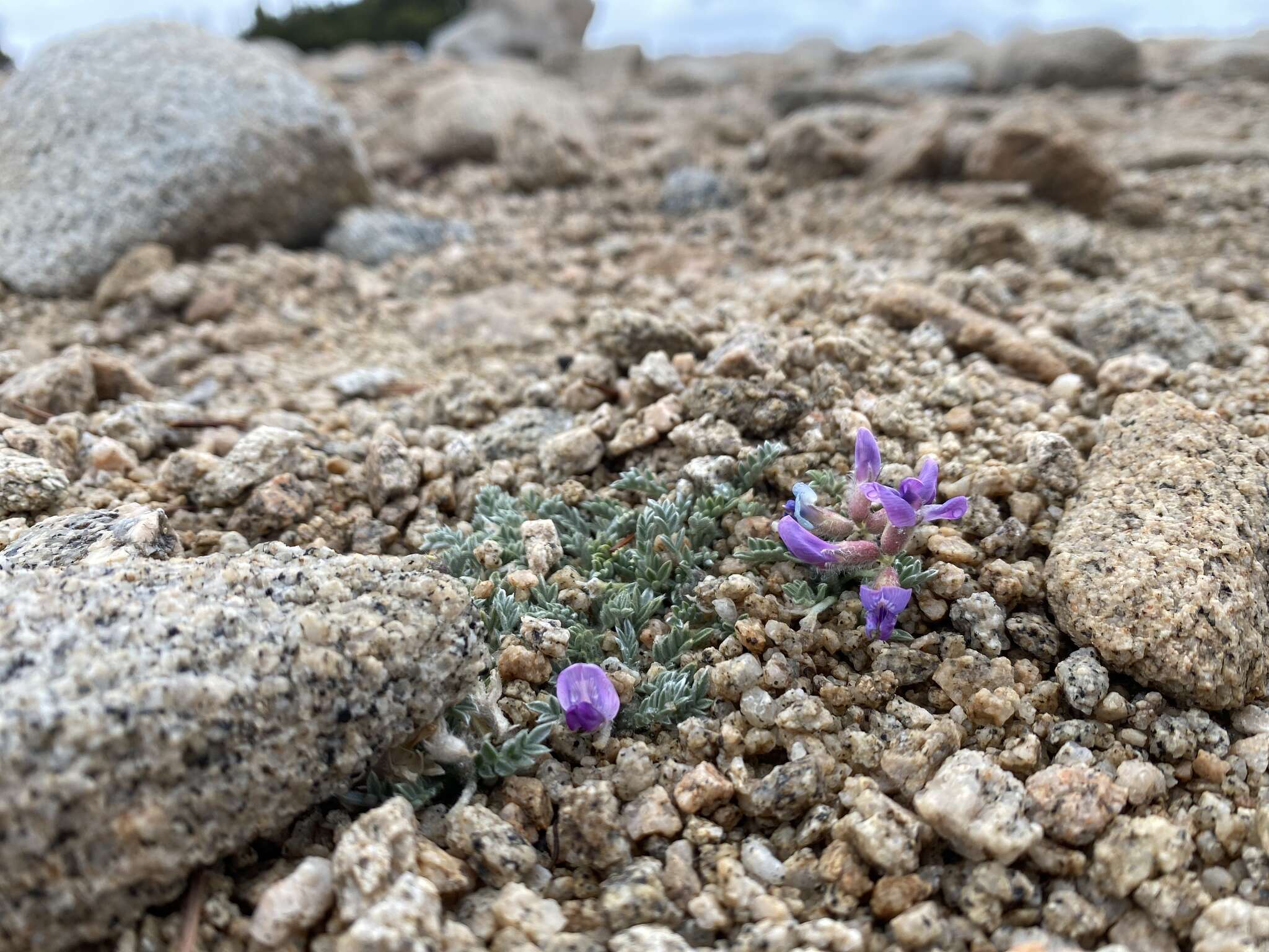 Image of mountain oxytrope