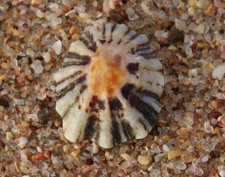 Image of China limpet