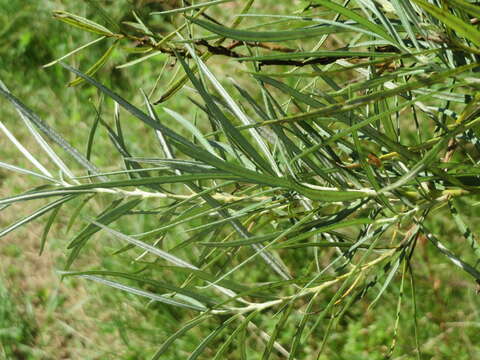 Image of Sea-buckthorn