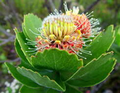 Image of Leucospermum winteri J. P. Rourke