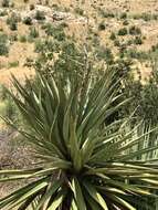 Image of Schott's yucca