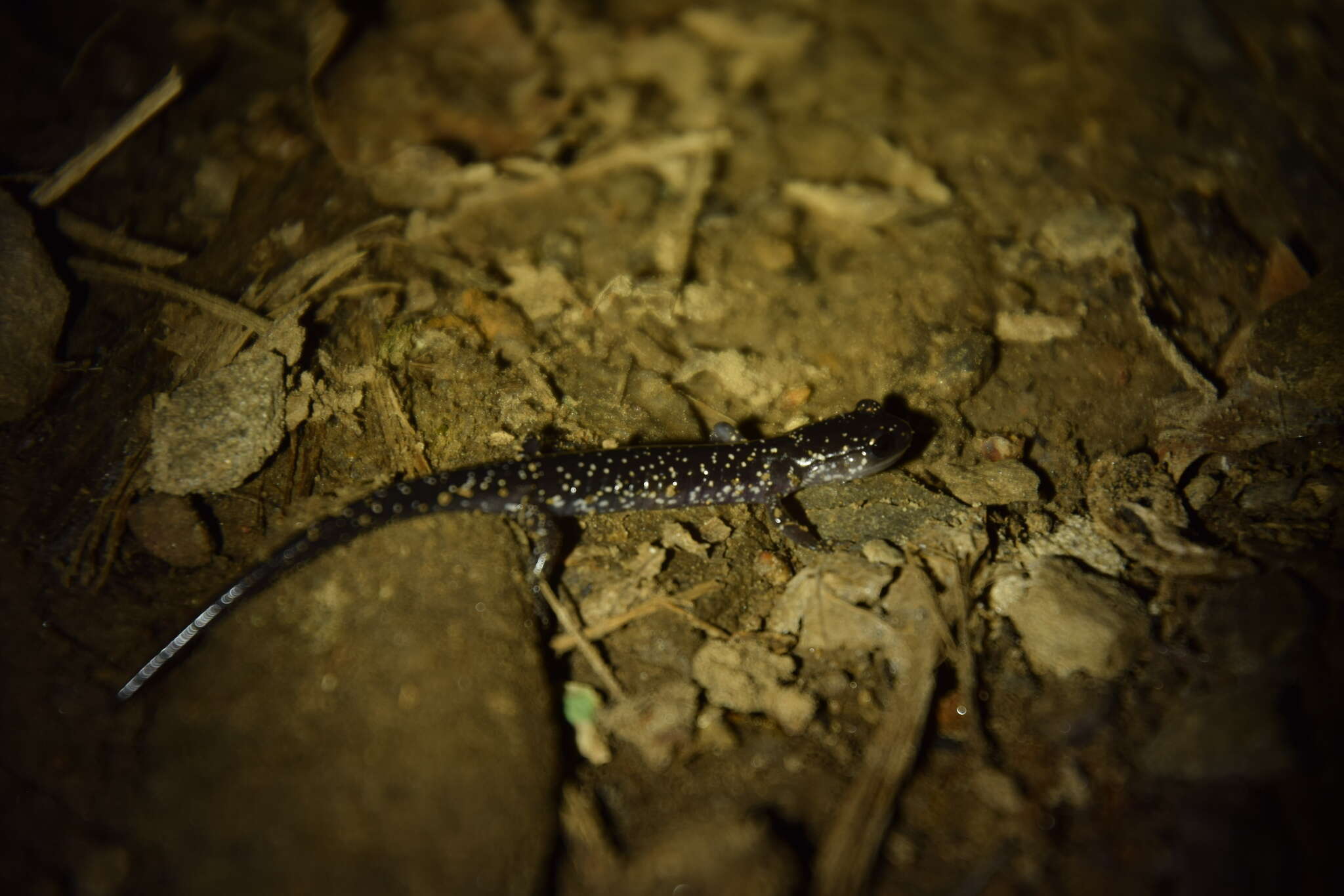 Image de Plethodon aureolus Highton 1984