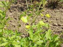 Image of Goldilocks Buttercup