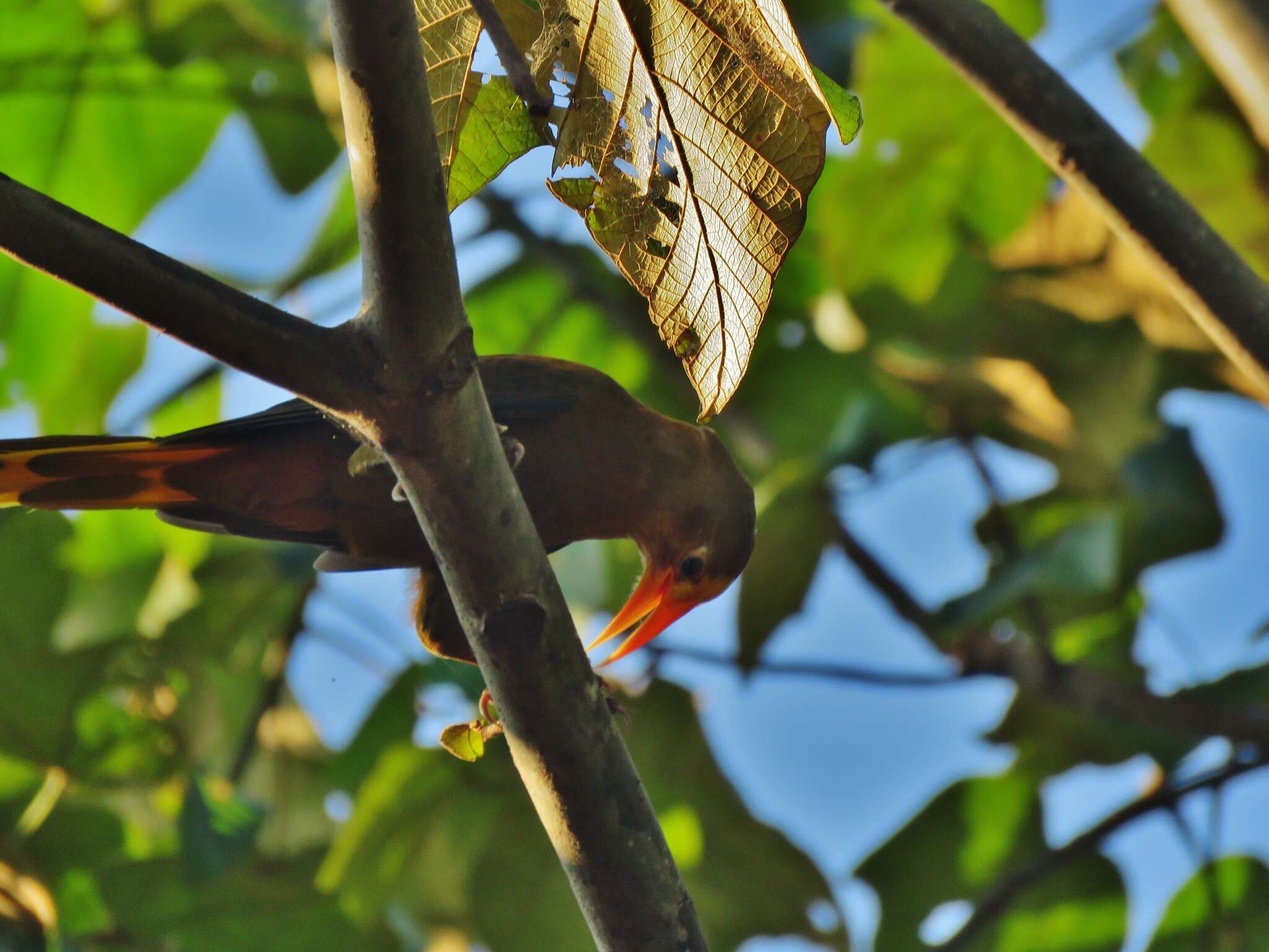 Image of Russet-backed Oropendola