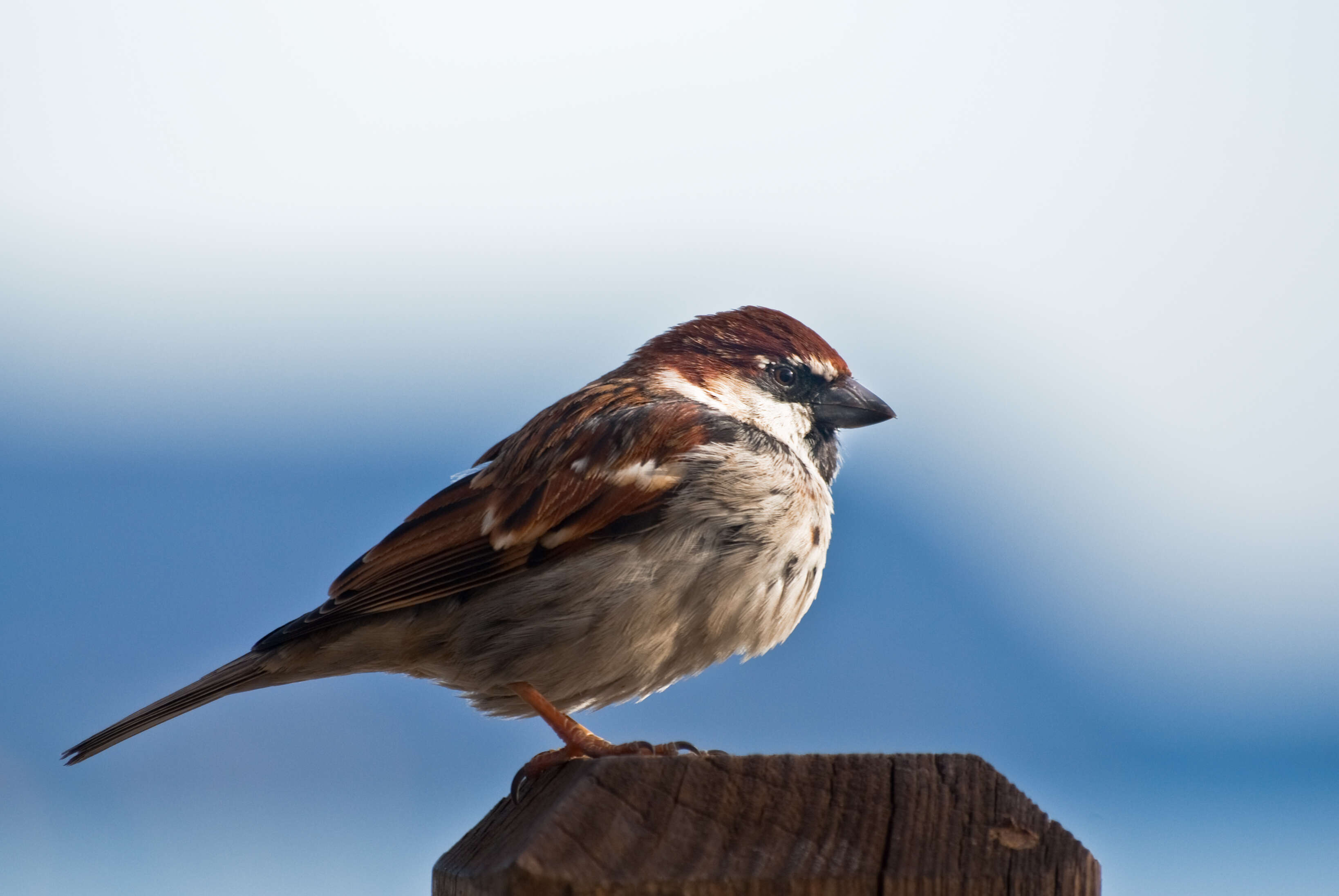 Image of Italian Sparrow