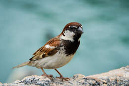 Image of Italian Sparrow