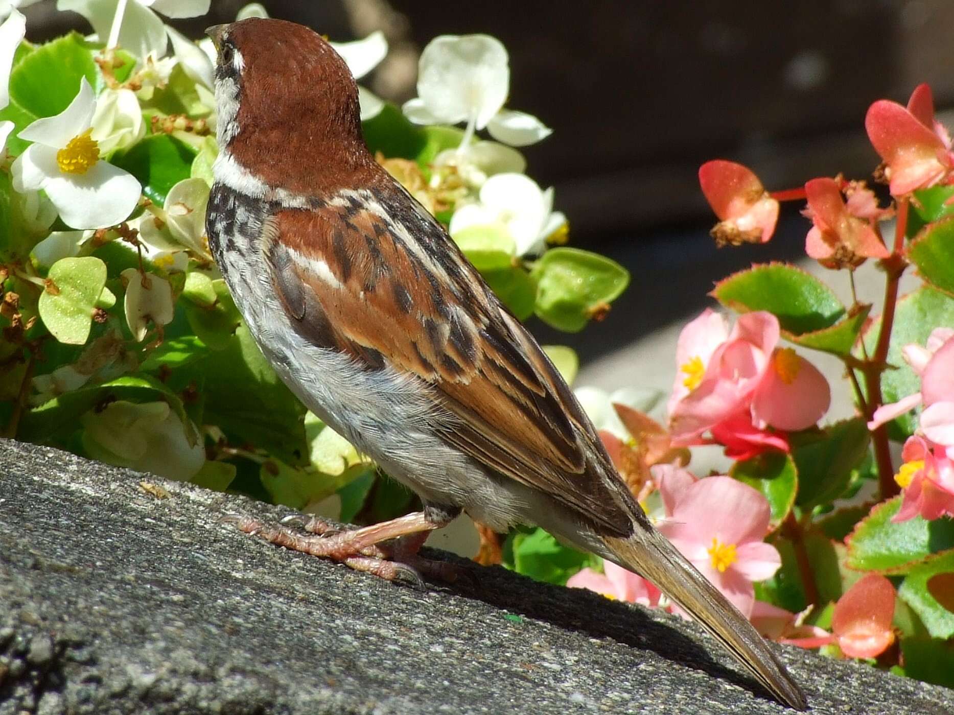 Image of Italian Sparrow