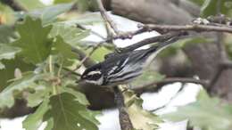 Image of Black-throated Grey Warbler