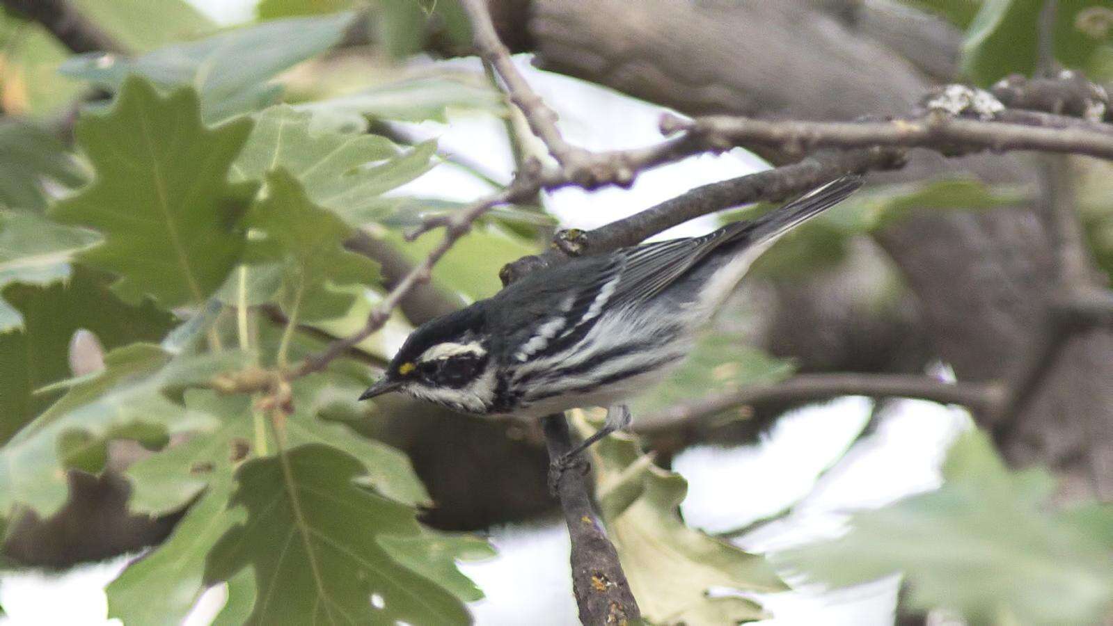 Image of Black-throated Grey Warbler