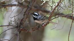 Image of Black-throated Grey Warbler