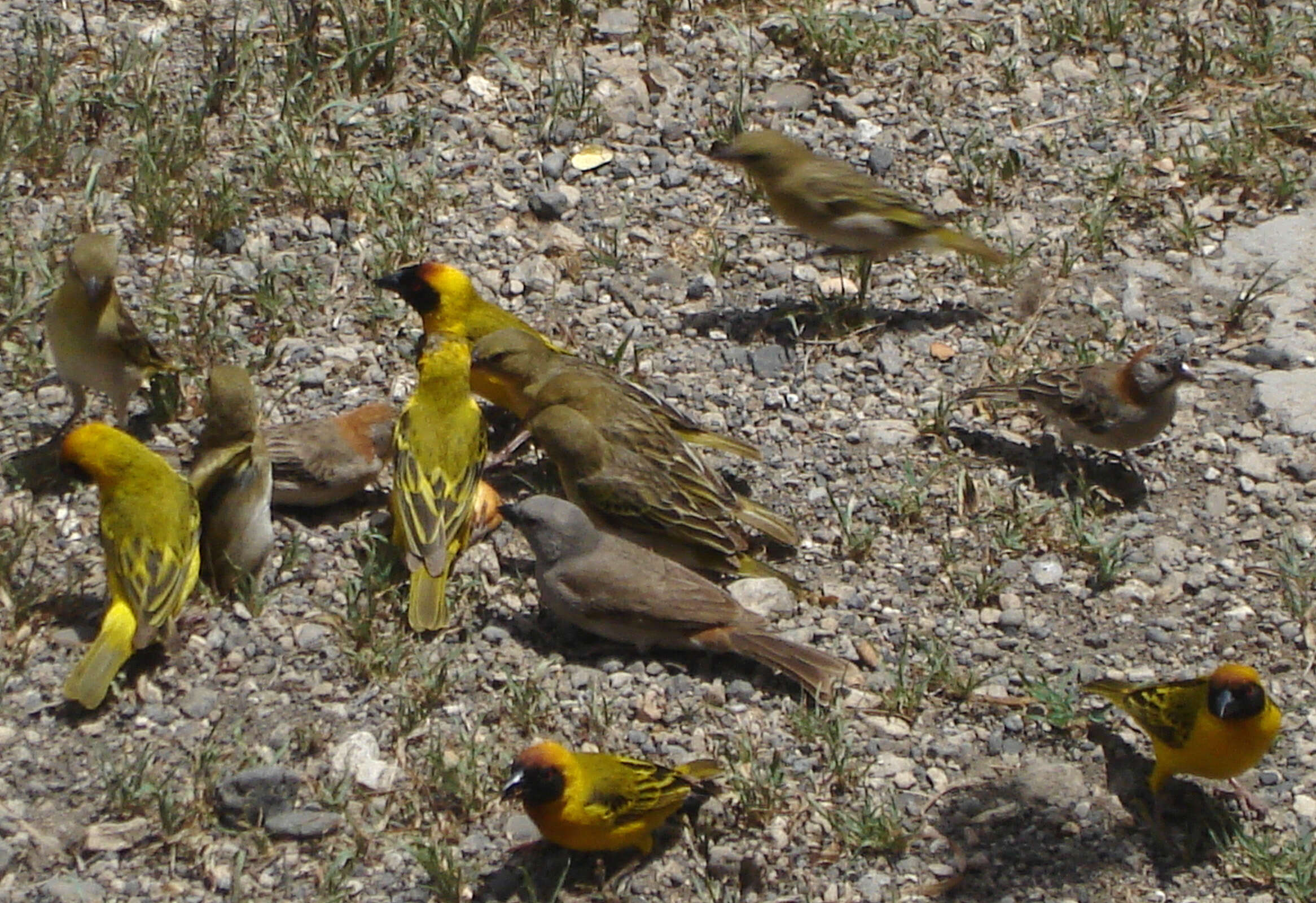 Image of Vitelline Masked Weaver