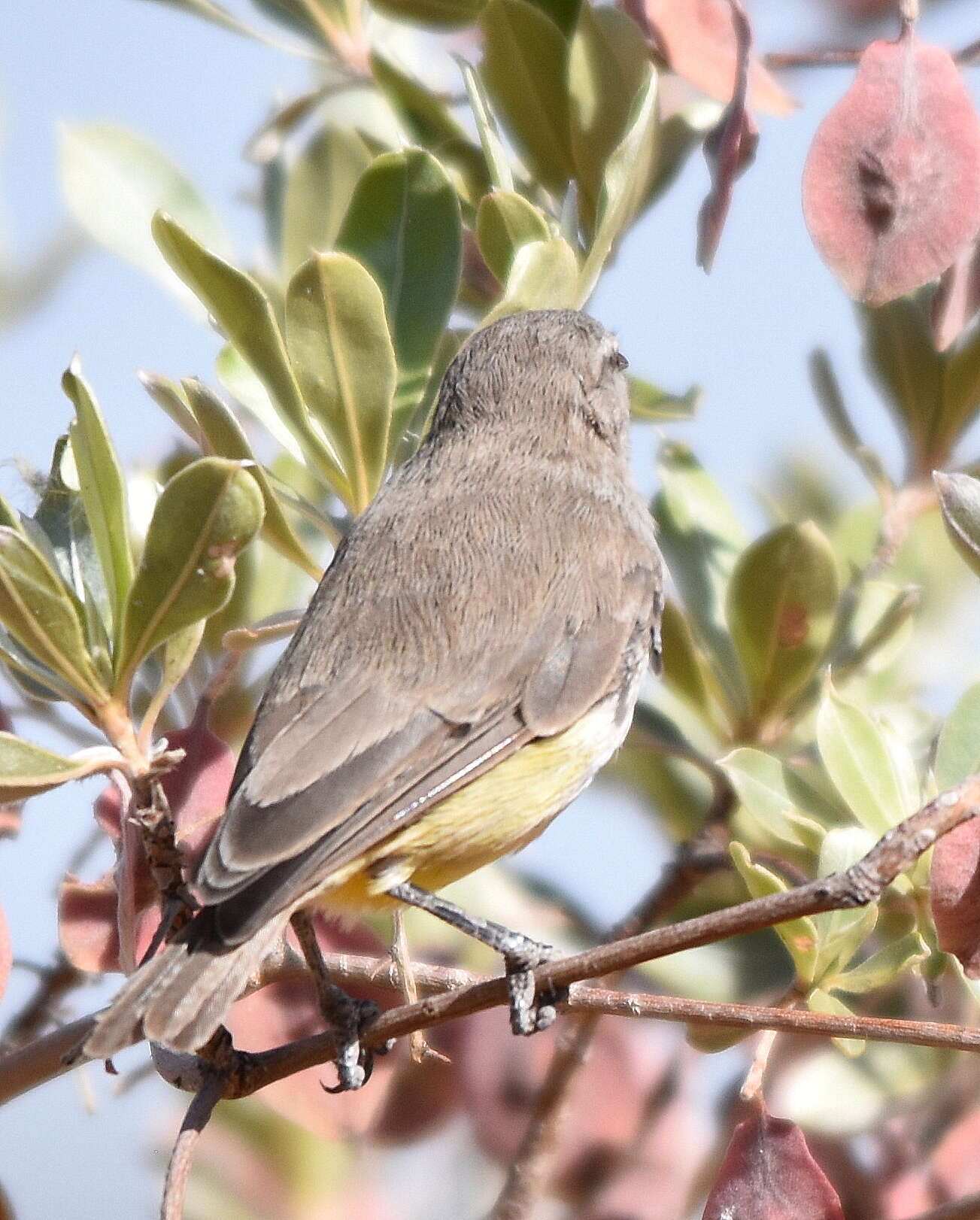 Image of Yellow-bellied Eremomela