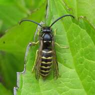 Image of Aerial yellowjacket