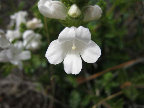 Image of Euphrasia collina subsp. osbornii W. R. Barker