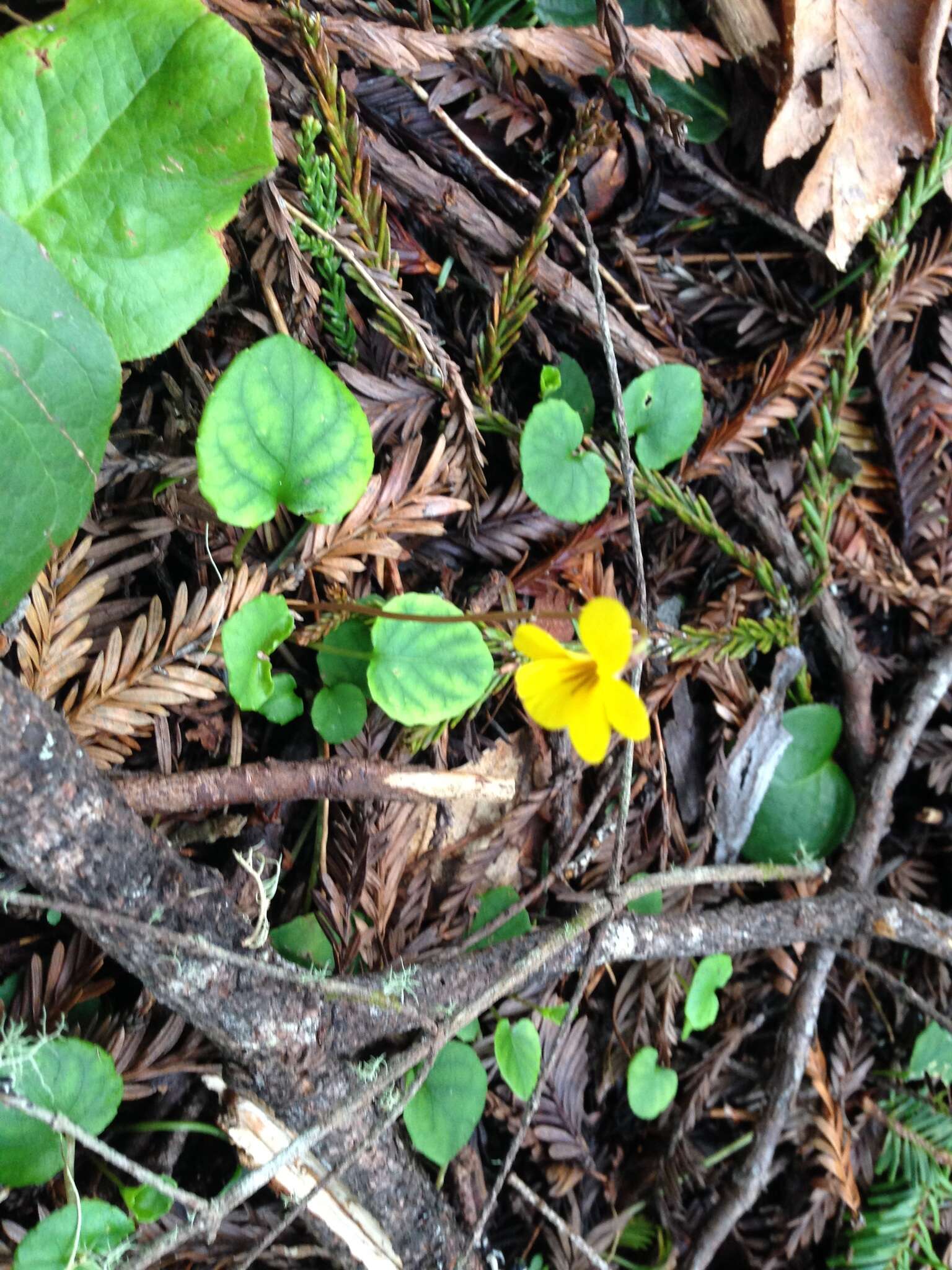 Image of Evergreen Violet