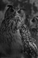 Image of Indian Eagle-Owl