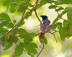 Image of Asian Paradise-Flycatcher