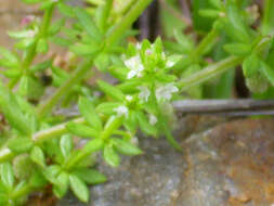 Plancia ëd Galium saxatile L.